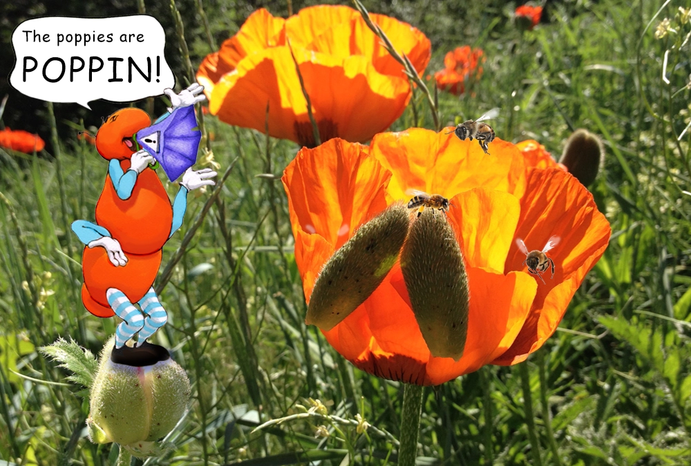 Learn about the Poppies with the Gallavants