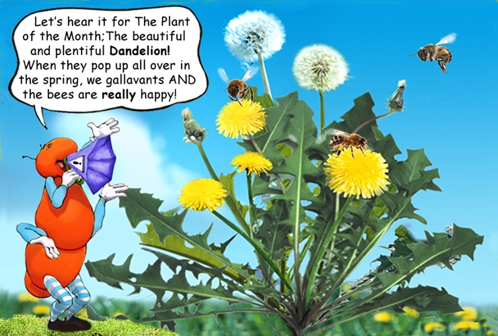 Learn about the Dandelion plant with the Gallavants