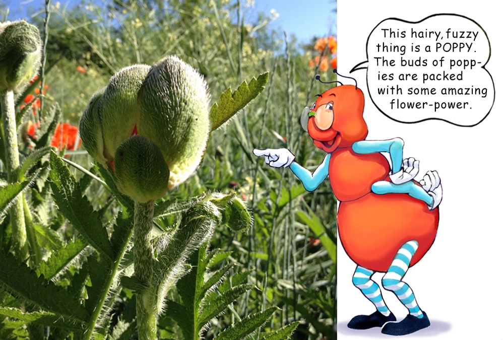 Learn about the Poppies with the Gallavants