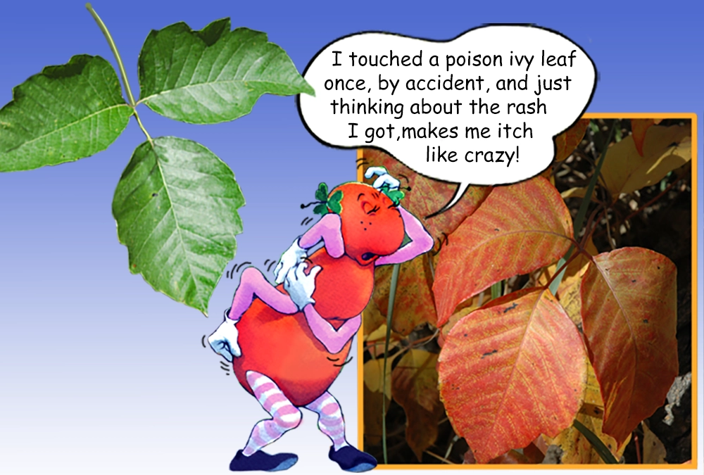 The Gallavants are here to teach you about poison ivy
