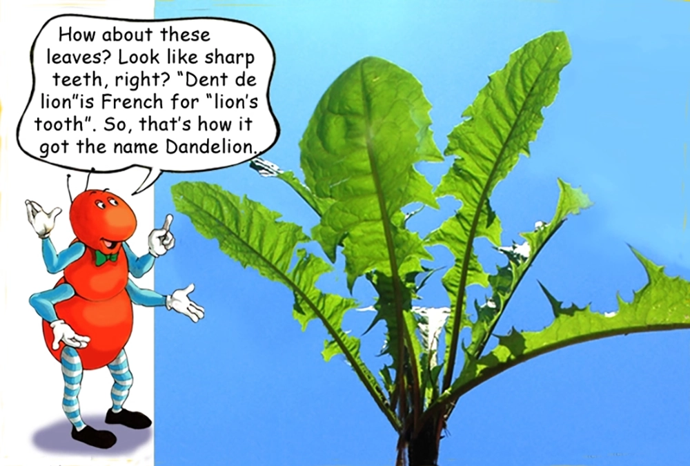 Learn about the Dandelion plant with the Gallavants