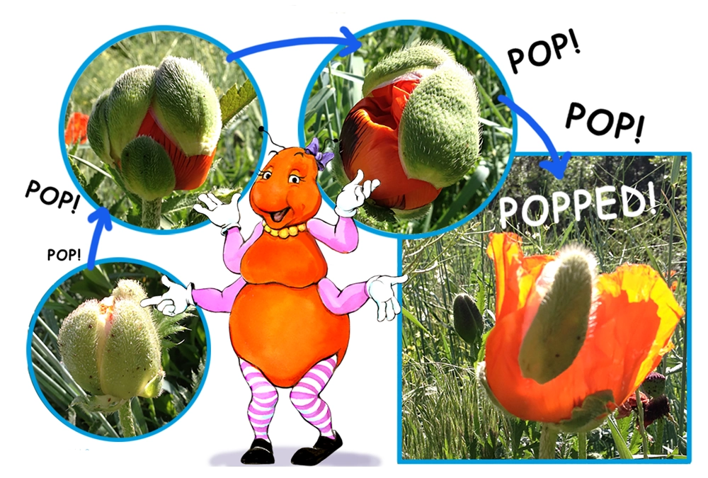 Learn about the Poppies with the Gallavants