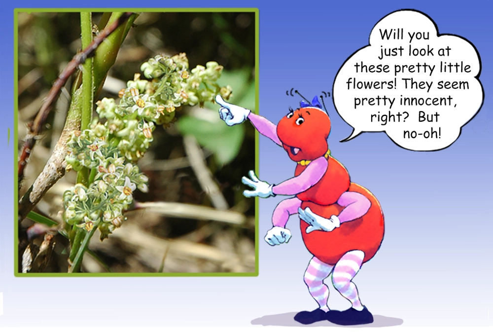 The Gallavants are here to teach you about poison ivy