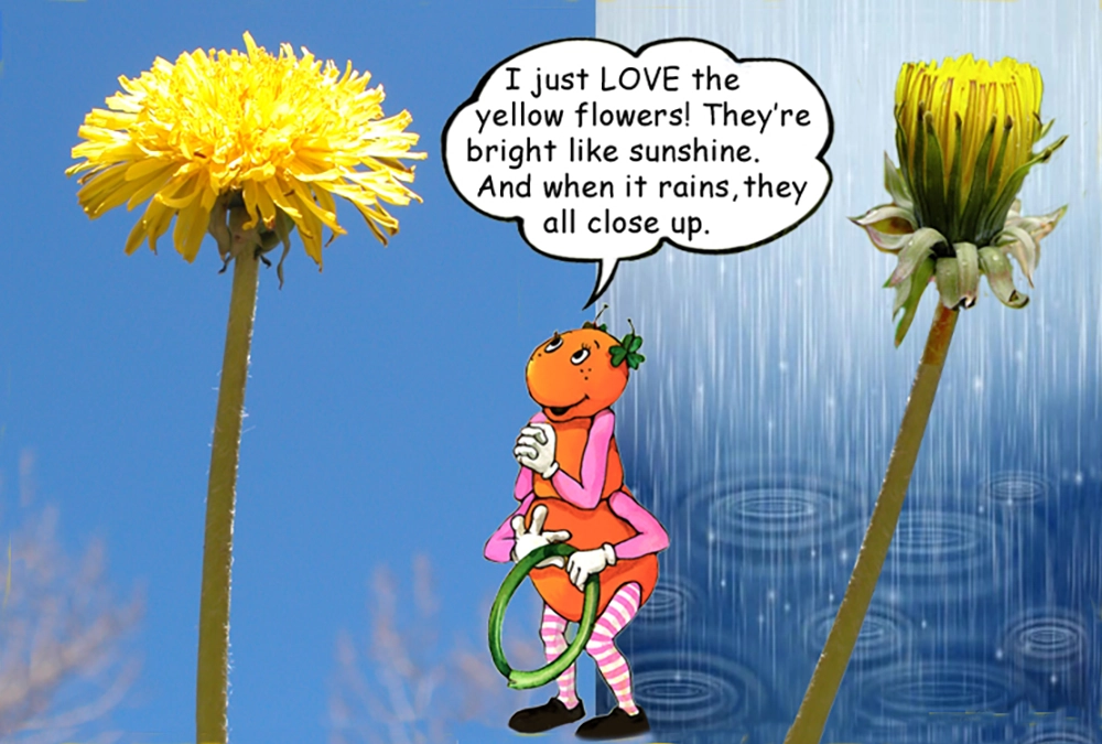 Learn about the Dandelion plant with the Gallavants