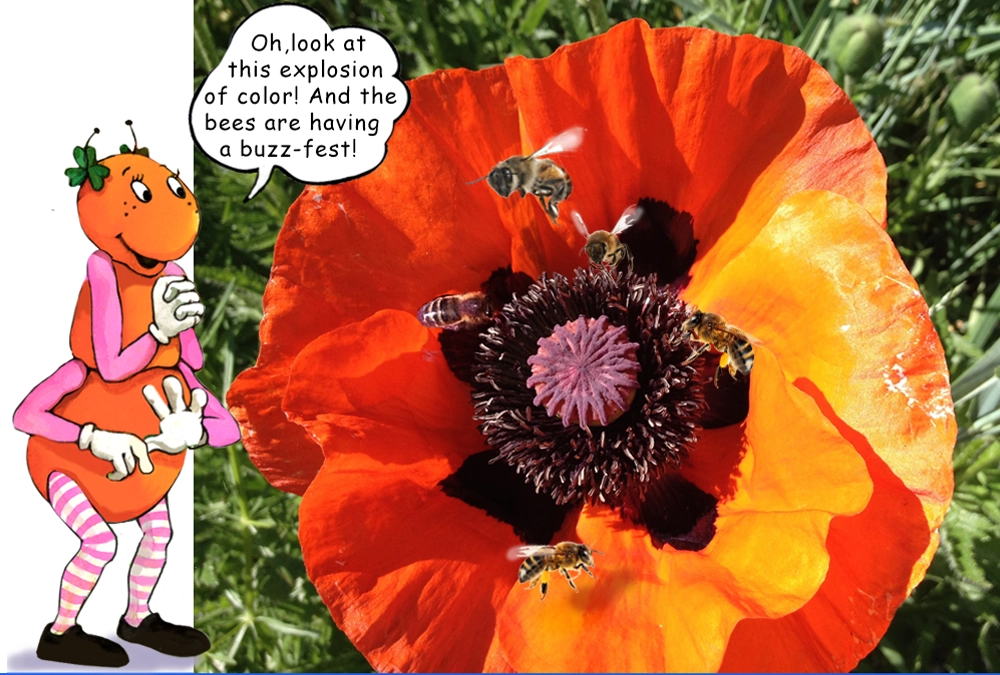 Learn about the Poppies with the Gallavants