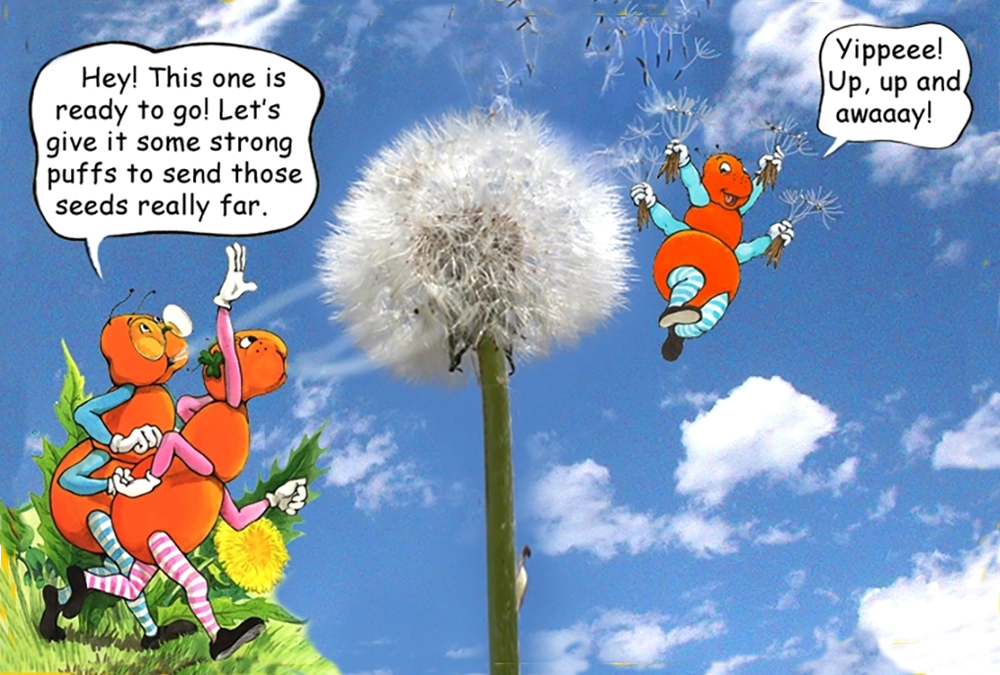 Learn about the Dandelion plant with the Gallavants
