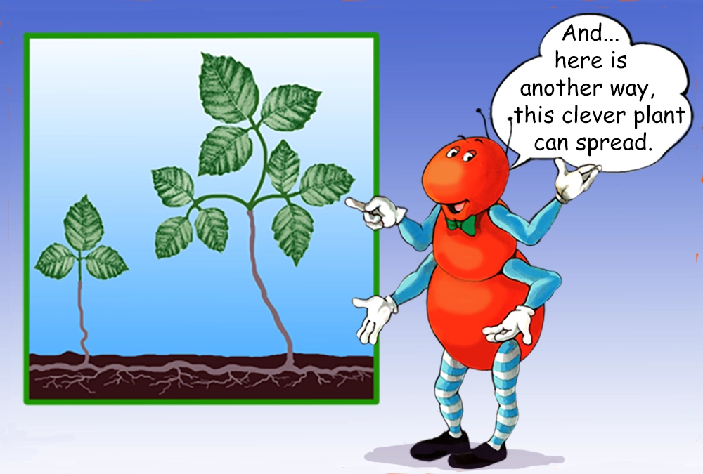 The Gallavants are here to teach you about poison ivy