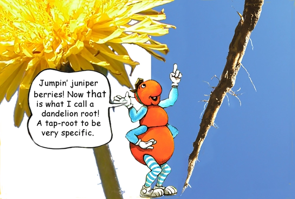 Learn about the Dandelion plant with the Gallavants