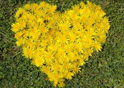 Dandelion Heart