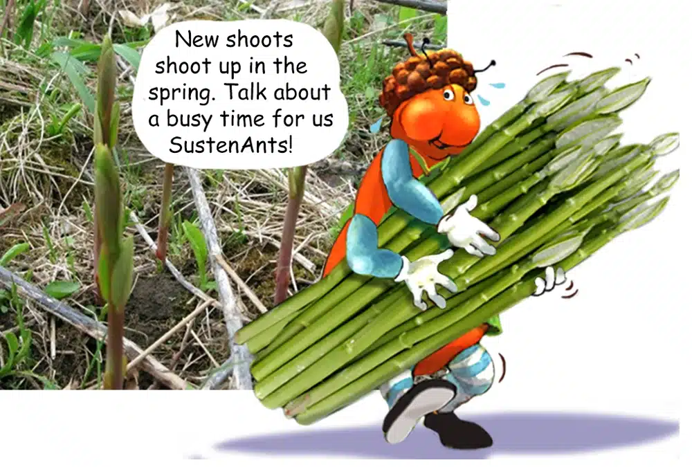 Learn about Milkweed with the Gallavants
