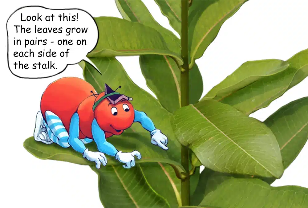 Learn about Milkweed with the Gallavants