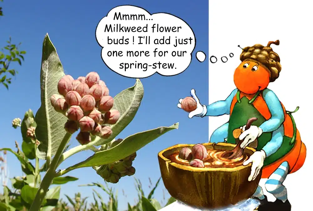 Learn about Milkweed with the Gallavants
