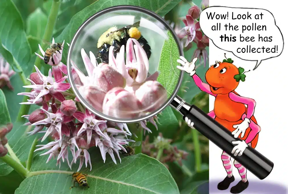 Learn about Milkweed with the Gallavants