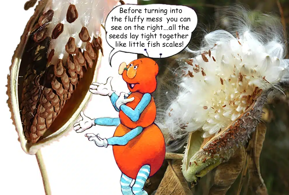 Learn about Milkweed with the Gallavants