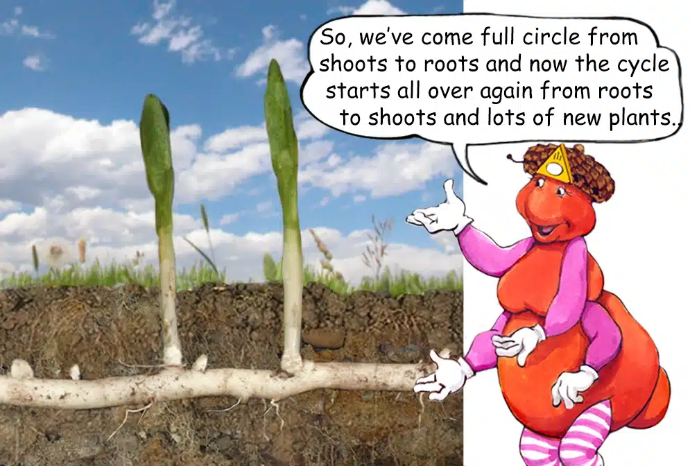 Learn about Milkweed with the Gallavants