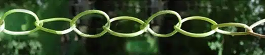 Dandelion Chain Step 3