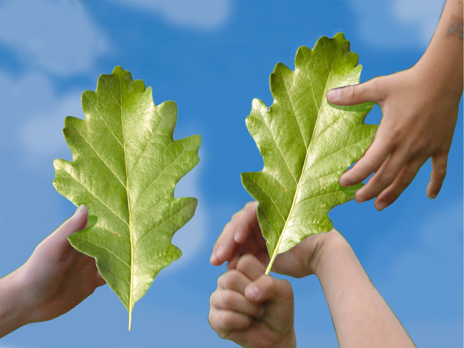 Leaf Matching Game: A Fun Nature Challenge for Kids! from the Gallavants