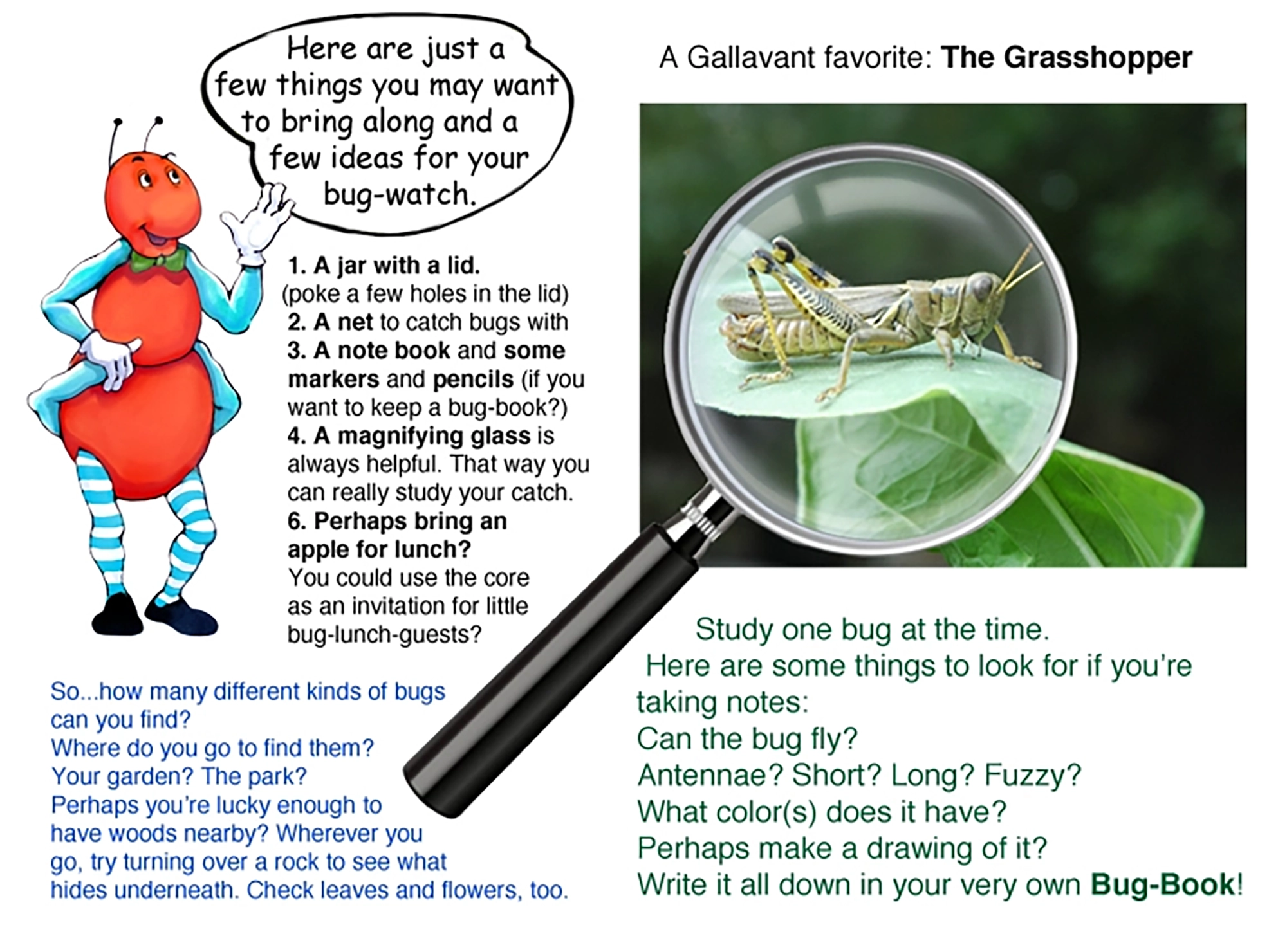 Learn about the Dandelion plant with the Gallavants