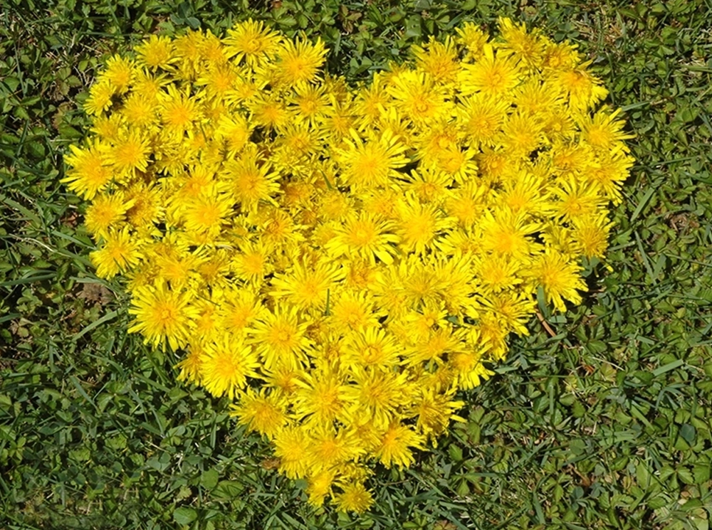 Dandelion Heart: A Creative Nature Art Activity! with The Gallavants