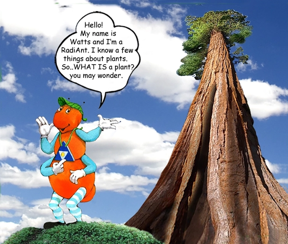 What is a plant? Learn from the Gallavants