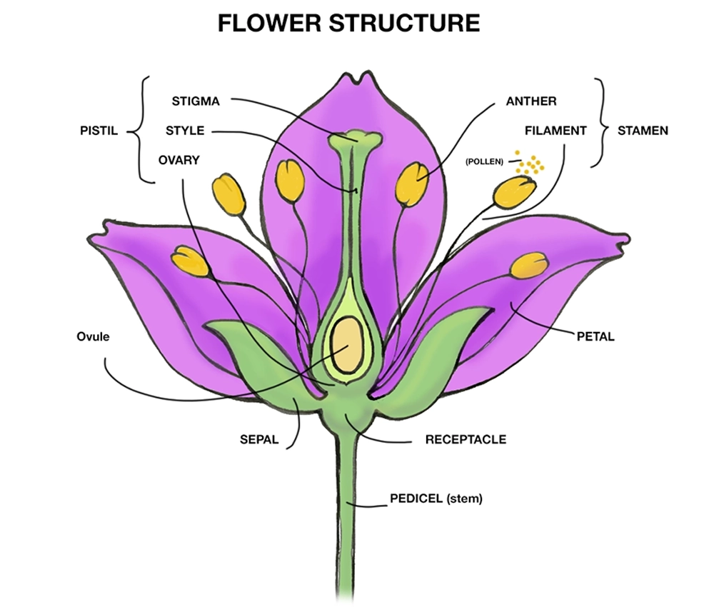 Learn about Cattail plants with Gallavants