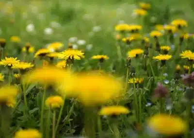 Dandelion Chain